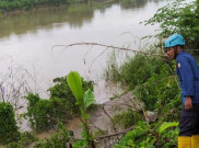 Buaya Endemik Bengawan Solo Muncul Lagi