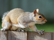 Tupai Terkecil di Dunia Ada di Kalimantan