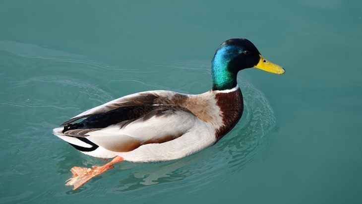 Duck Syndrome, Gangguan Mental yang Kerap Dialami Orang Dewasa Muda
