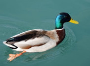 Duck Syndrome, Gangguan Mental yang Kerap Dialami Orang Dewasa Muda