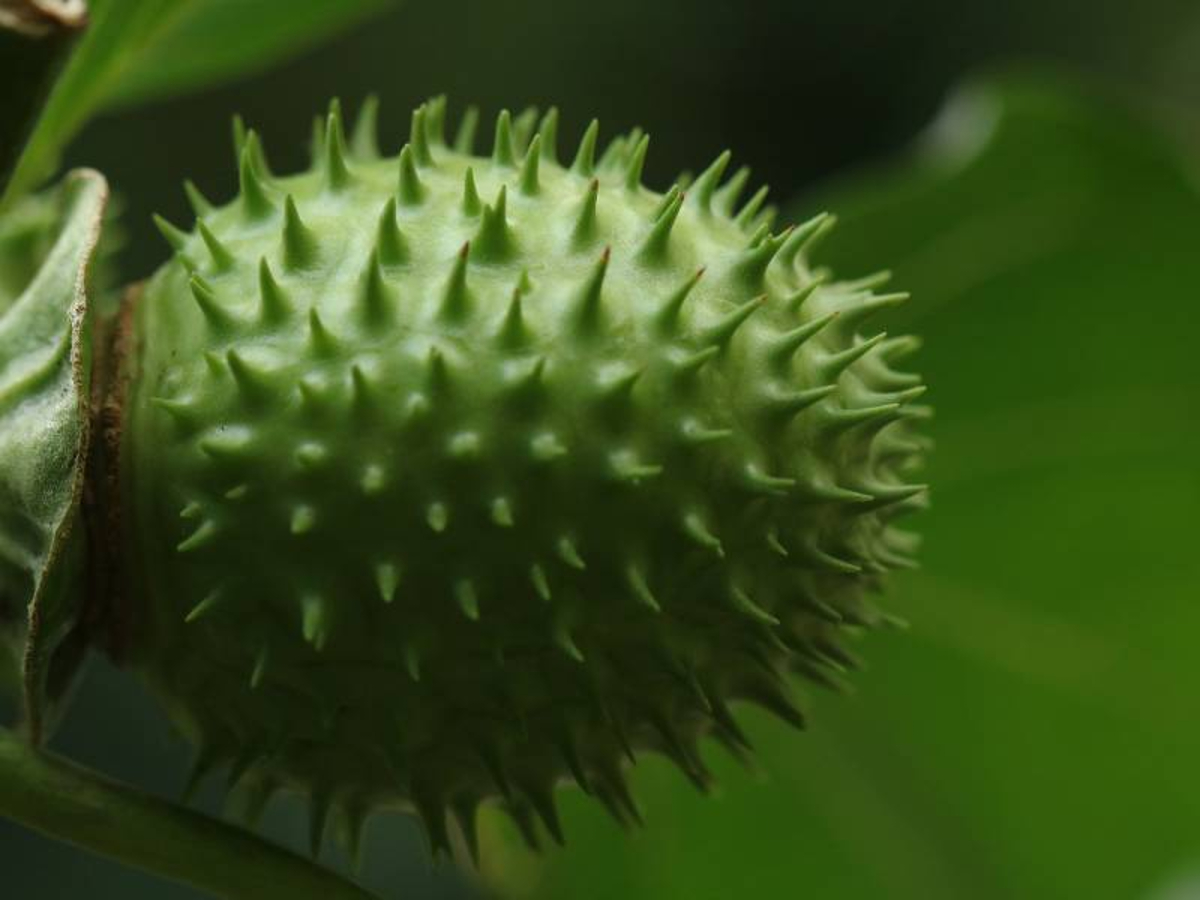 Keracunan Buah Kecubung