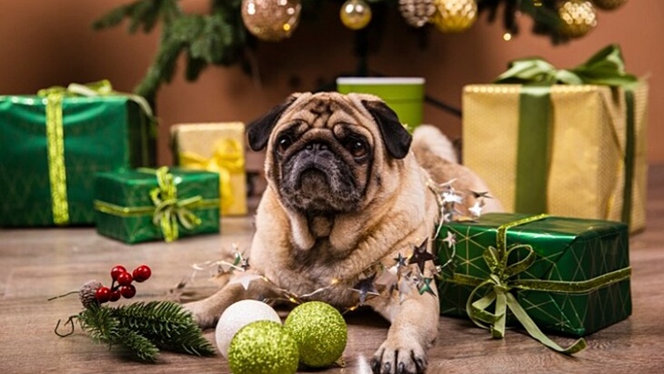 Tips Agar Anjing Aman Dekat Pohon Natal