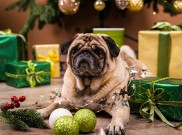 Tips Agar Anjing Aman Dekat Pohon Natal
