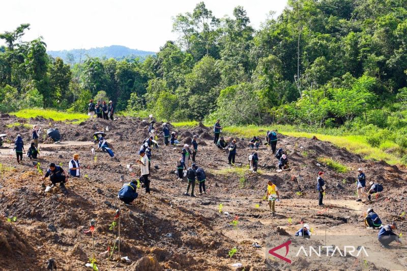 Pulihkan Kawasan, Otorita Tanam 5 Juta Pohon di Wilayah Ibu Kota Nusantara