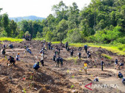 Pulihkan Kawasan, Otorita Tanam 5 Juta Pohon di Wilayah Ibu Kota Nusantara