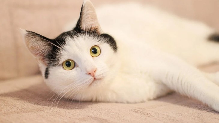 Apa yang Menarik Kucing Selain Makanan?