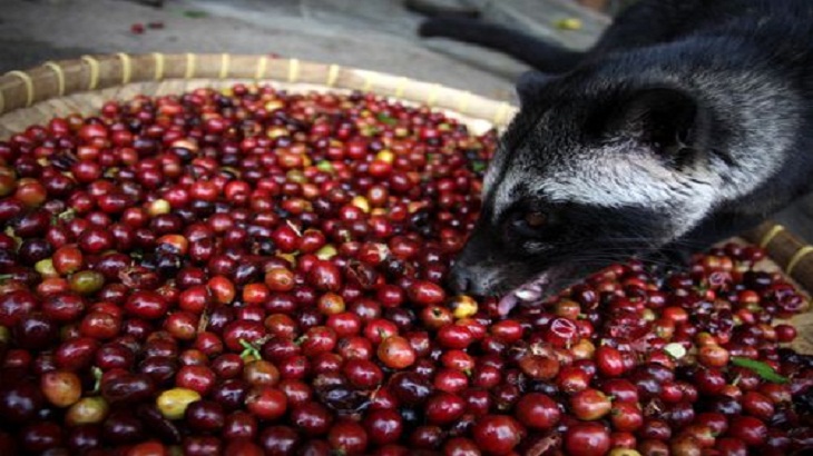 Masihkah Kopi Luwak Lampung Beraroma Internasional?