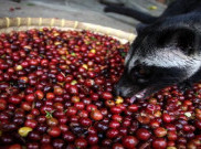 Masihkah Kopi Luwak Lampung Beraroma Internasional?