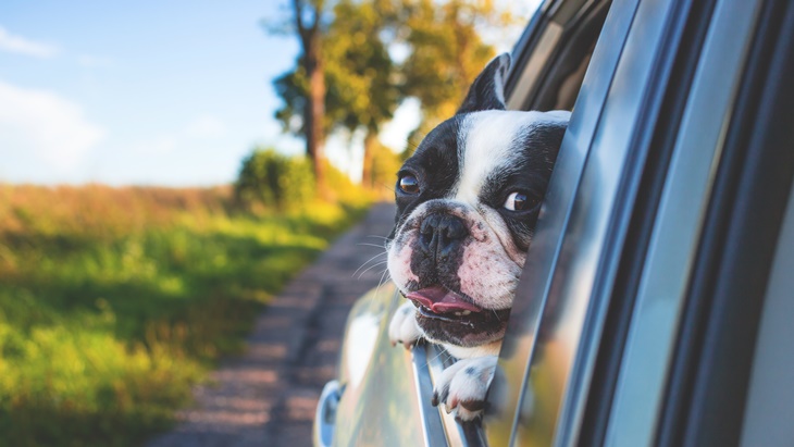 Tidak Hanya Manusia, Anjing Kesayanganmu Perlu Seat Belts saat Berpergian