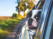 Tidak Hanya Manusia, Anjing Kesayanganmu Perlu Seat Belts saat Berpergian