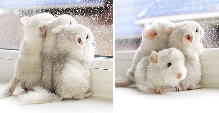 Foto Lucu Bayi Chinchilla, Buat Kamu Ingin Pelihara Hewan Ini