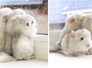 Foto Lucu Bayi Chinchilla, Buat Kamu Ingin Pelihara Hewan Ini
