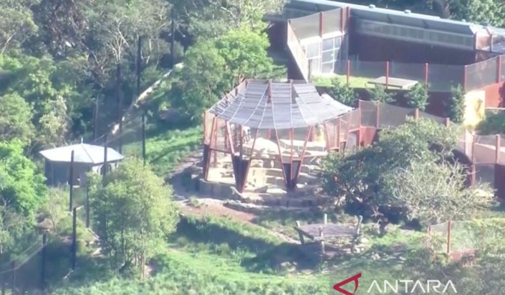 5 Ekor Singa Kabur di Kebun Binatang Taronga Australia