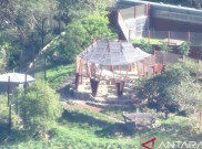 5 Ekor Singa Kabur di Kebun Binatang Taronga Australia
