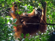 Primadona Pelancong Dunia, Ini Lima Taman Nasional Terkenal dengan Hewan Langkanya