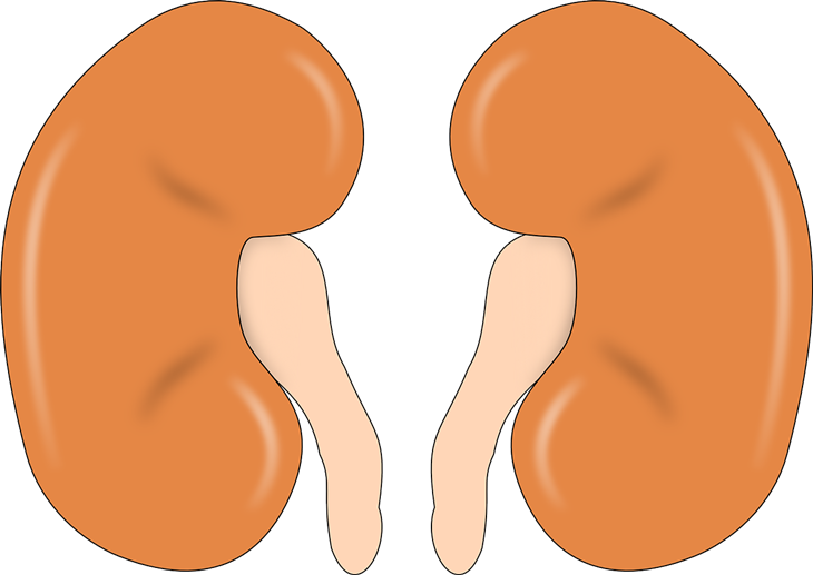 ginjal