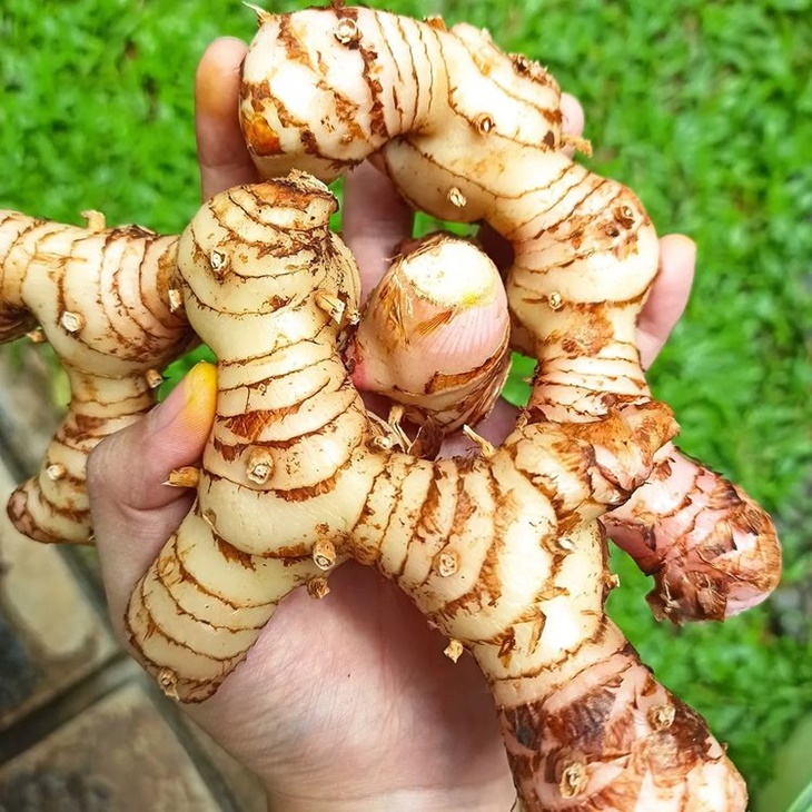 lengkuas