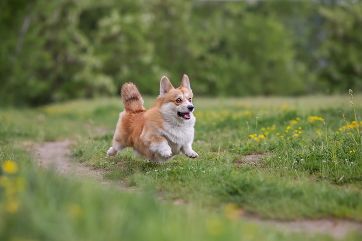 anjing corgi ratu elizabeth ii