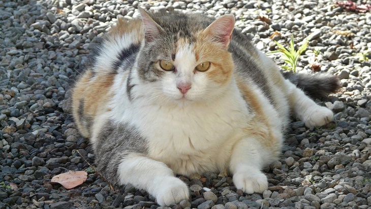 Kucing yang Dikebiri Cenderung Jadi Gemuk? Ini Penyebabnya