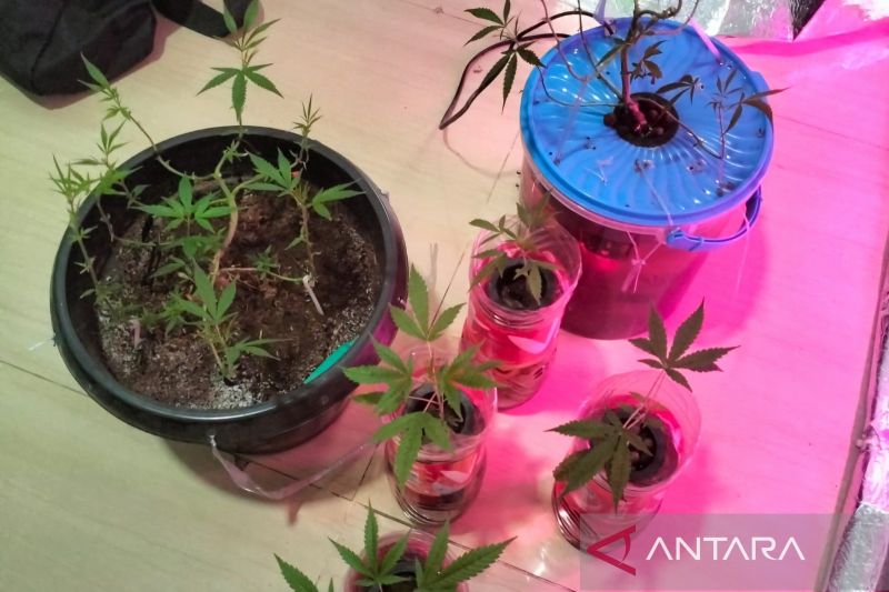 Mahasiswa Bekasi Nekat Tanam Ganja di Kamar, Ketahuan Tetangga Ujungnya Masuk Bui