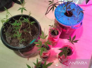 Mahasiswa Bekasi Nekat Tanam Ganja di Kamar, Ketahuan Tetangga Ujungnya Masuk Bui