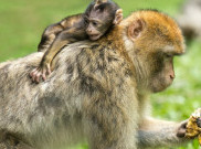 Reaksi Primata Ketika Melihat Mayat Anaknya