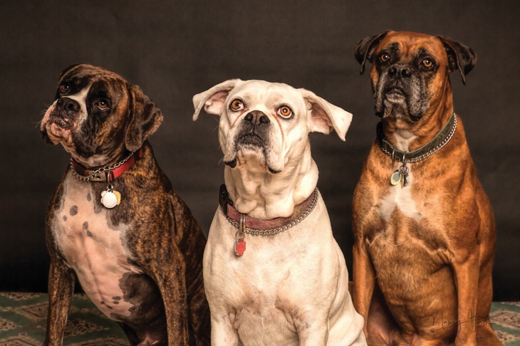 Studi melibatkan 18 Anjing