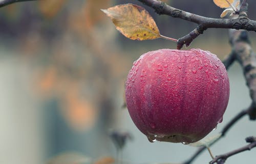 Jangan Terlalu Lama Menyimpan 7 Makanan Ini di Lemari Es