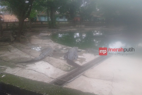 Serem, 29 Orang Warga NTT Tewas Diserang Buaya