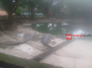 Serem, 29 Orang Warga NTT Tewas Diserang Buaya