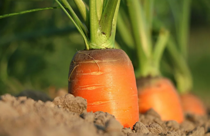 Wortel mengandung vitamin A (Foto: Pixabay/klimkin)