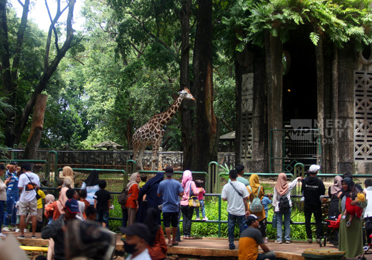 PSI Tolak Rencana Pramono Buka Ragunan hingga Malam Hari, Pertanyakan Kesiapan Fasilitas