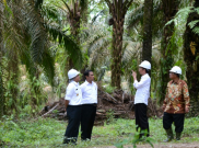 Industri Kelapa Sawit Diuntungkan dengan Kenaikan Dolar AS