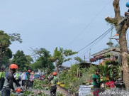 Ratusan Pohon Ditebang Imbas Proyek MRT Fase 2A Stasiun Glodok sampai Kota