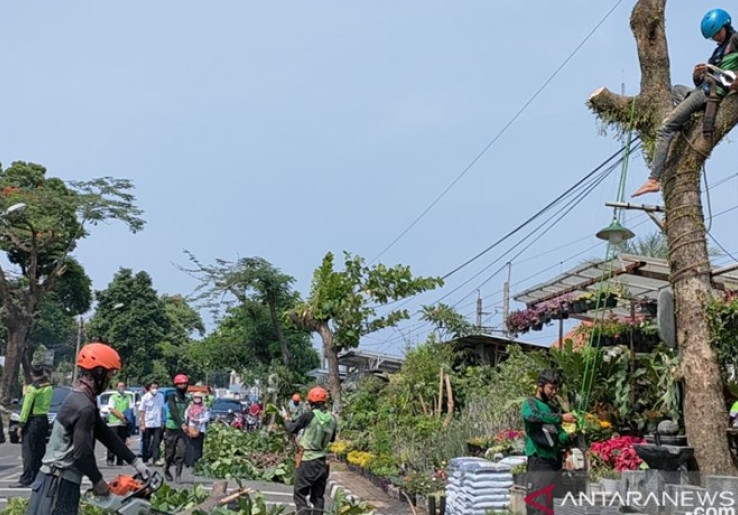 Ratusan Pohon Ditebang Imbas Proyek MRT Fase 2A Stasiun Glodok sampai Kota