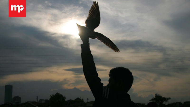 Melatih Ketangkasan Merpati Balap
