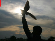 Melatih Ketangkasan Merpati Balap