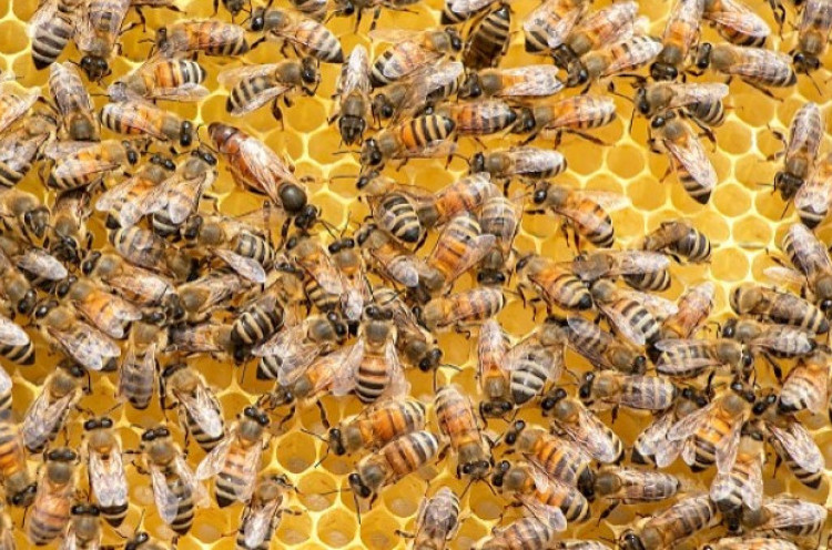 Pasangan di Inggris Terkejut Rumahnya Dipenuhi Sarang Lebah