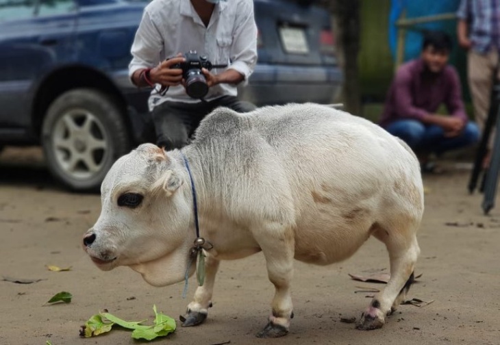 Hanya Setinggi 51cm, Ini Sapi Terkecil di Dunia