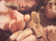 Crumb Ceritakan si Pengganggu dalam ’The Bug’