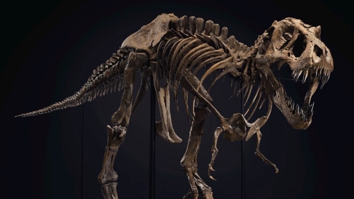 Kerangka T-Rex Dilelang Seharga Rp89 Hingga Rp118 Miliar, Berminat?