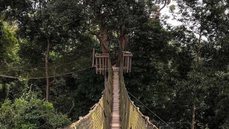 Menjelajah Hutan Kalimantan dari Ketinggian di Bukit Bangkirai
