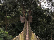 Menjelajah Hutan Kalimantan dari Ketinggian di Bukit Bangkirai