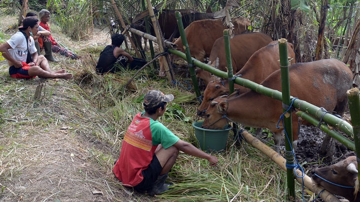 Pengungsi Gunung Agung Pertahankan Hewan Ternak