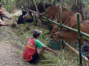 Pengungsi Gunung Agung Pertahankan Hewan Ternak