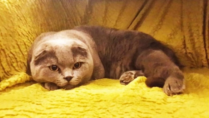 Kucing Ajaib Viral Ini Dijual Rp1,8 Miliar, Intip Kelebihannya