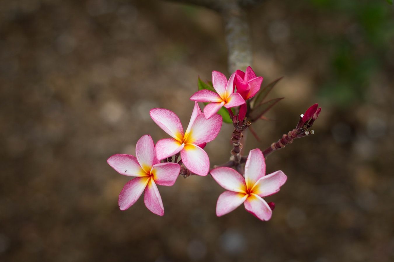 Bikin Foto Semakin Bokeh, Cek 5 Keunggulan dari Kamera Full-frame
