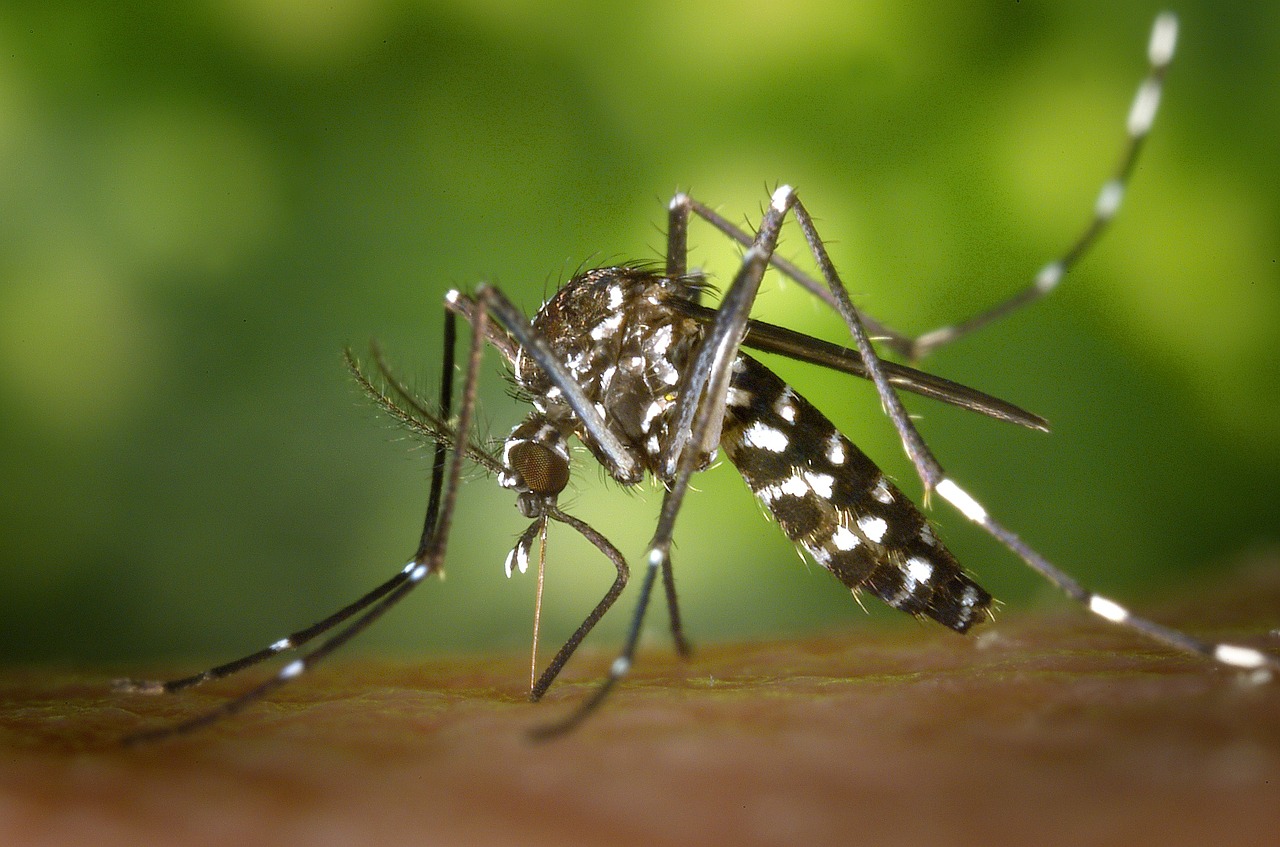 Nyamuk Aedes aegypti (Foto: Pixabay/WikiImages)