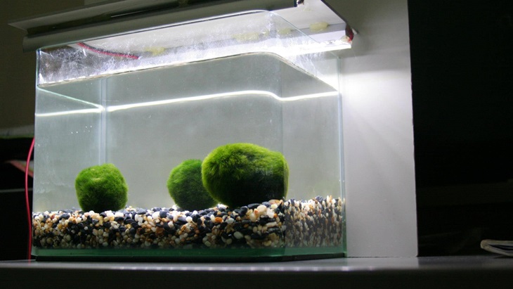  Lumut Marimo Bisa Berusia 200 Tahun, Cara Merawatnya Mudah 