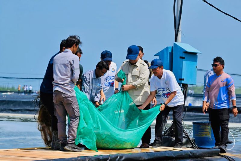 Prabowo Panen Udang di Kebumen, Sistem Budi Daya Vanname Hasilkan 40 Ton Per Hektar